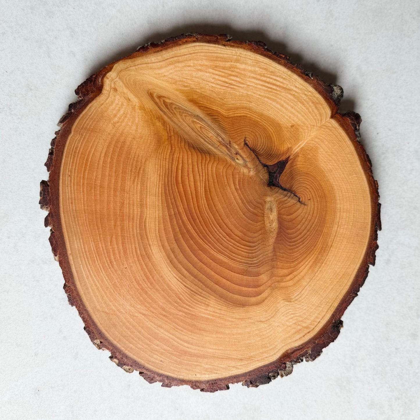 The Atlas Cedar Placemat