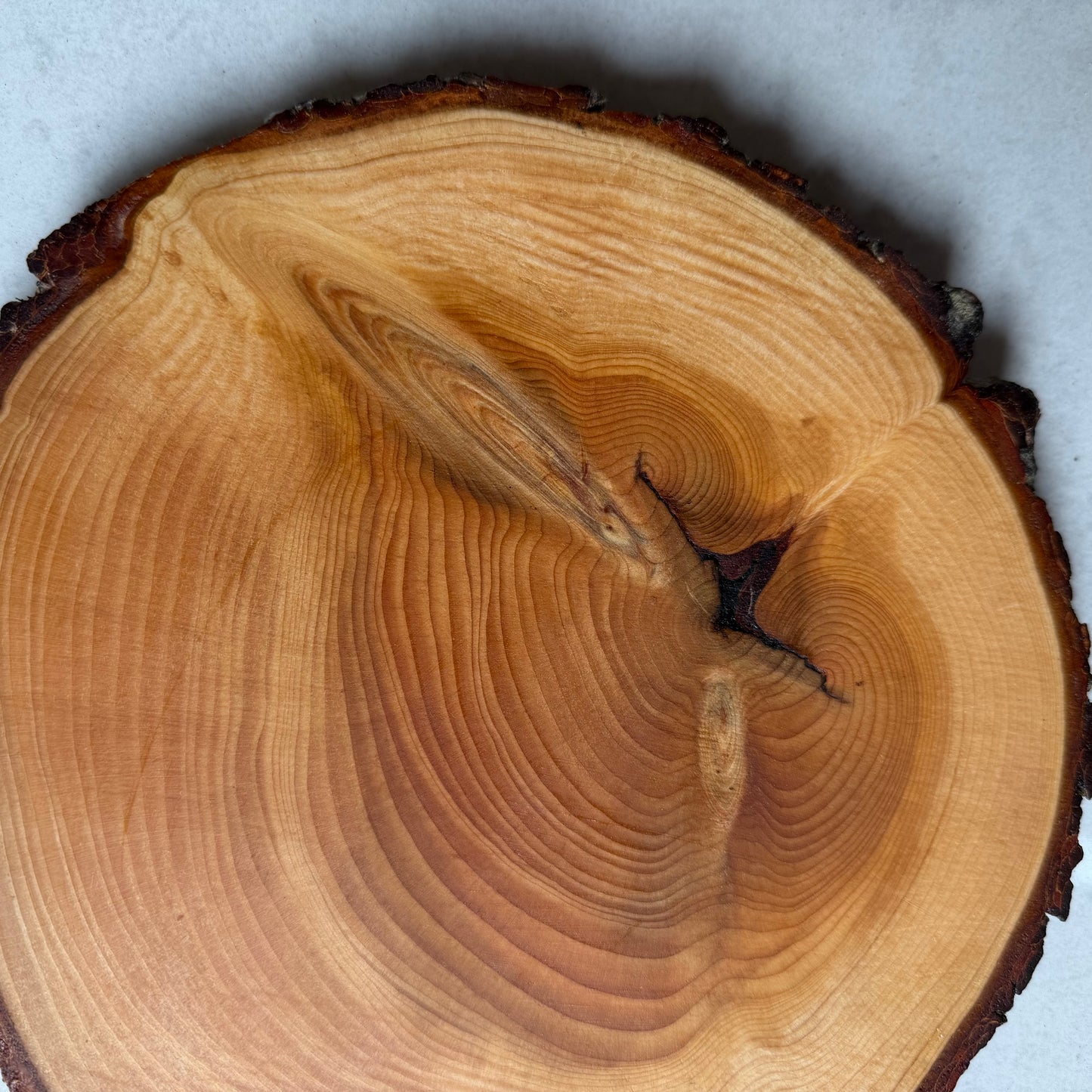 The Atlas Cedar Placemat